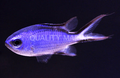 Blue Reef Chromis