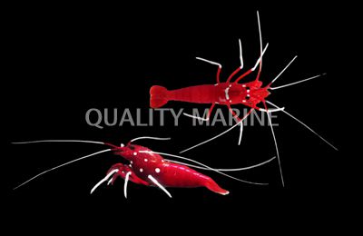 Fire Shrimp