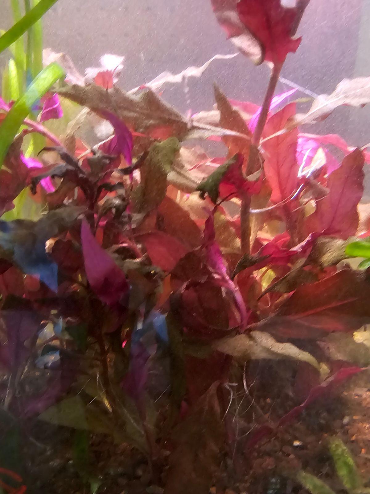 Alternanthera Reineckii - Ruby Mountain Aquarium supply