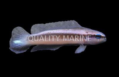 Aquacultured Indigo Dottyback - Ruby Mountain Aquarium supply