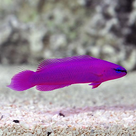 Aquacultured Orchid Dottyback - Ruby Mountain Aquarium supply