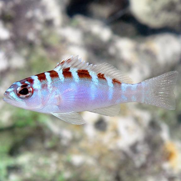 Chalk Bass - Ruby Mountain Aquarium supply