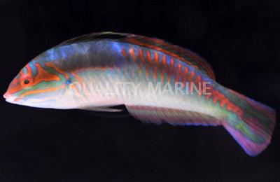 Clown Wrasse - Ruby Mountain Aquarium supply