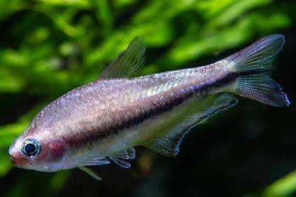 Emperor Tetra - Ruby Mountain Aquarium supply