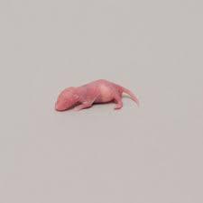 Frozen Pinky Mice - Ruby Mountain Aquarium supply