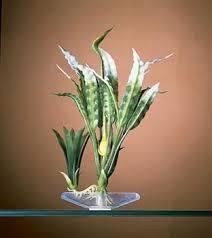 Penn-Plax AquaPlant 7″ Flowering Crypt - Ruby Mountain Aquarium supply