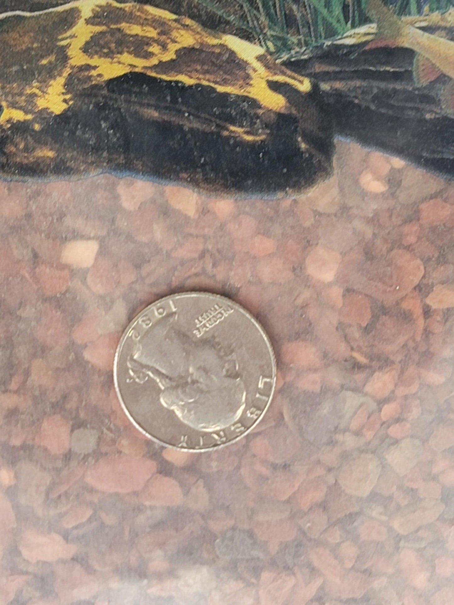Pure Water Pebbles Pink Flamingo Gravel - Ruby Mountain Aquarium supply