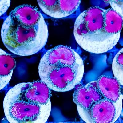 Purple Urple Palythoa 2-3 polyps - Ruby Mountain Aquarium supply