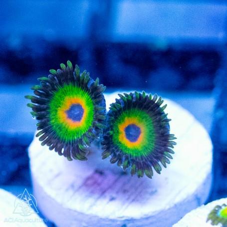 Rastas Zoanthid 4-5 polyps - Ruby Mountain Aquarium supply