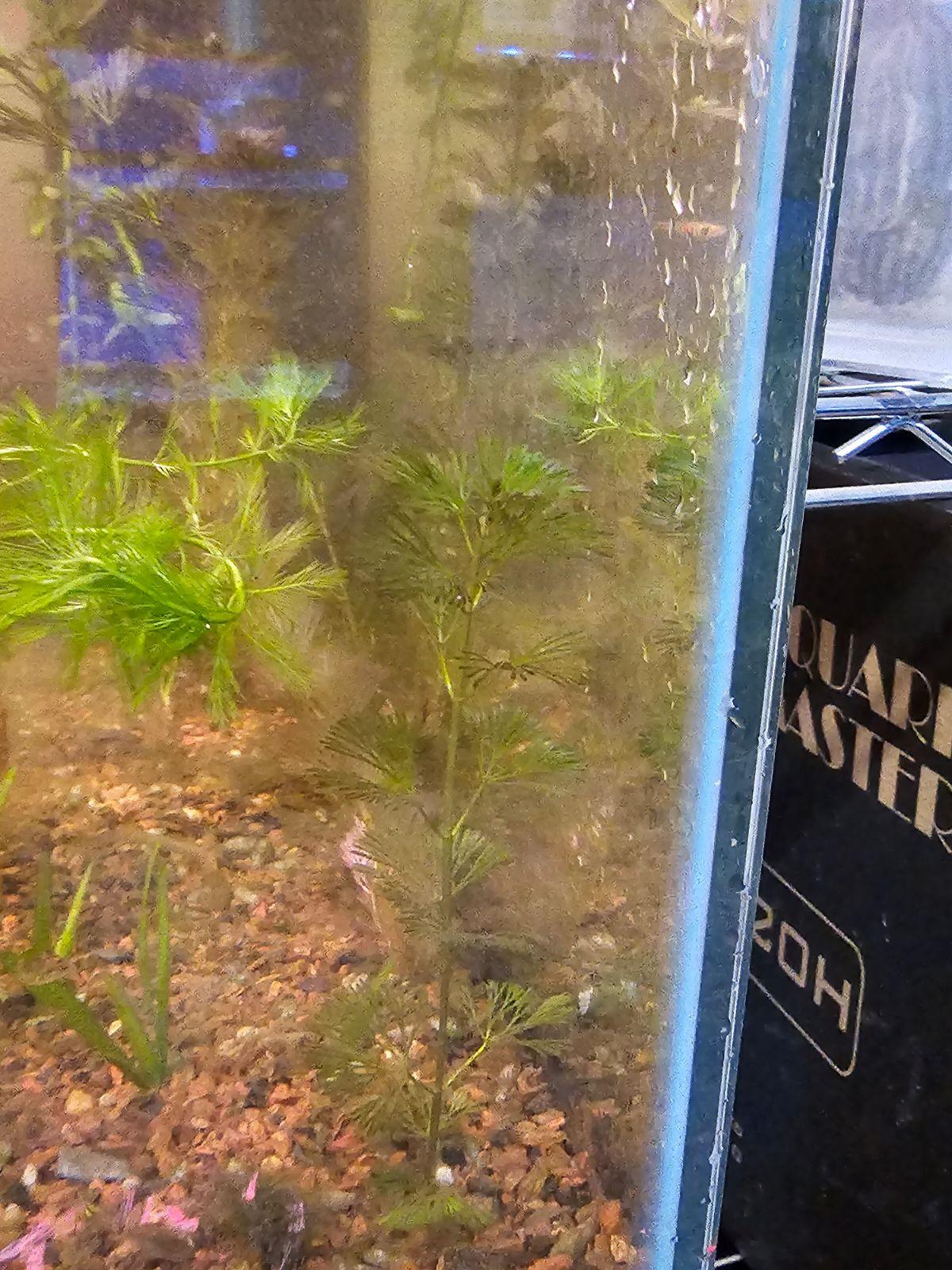 Red Myrio (Myriophyllum heterophyllum) - Ruby Mountain Aquarium supply