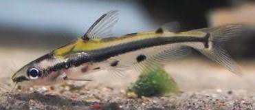 Shadow Catfish 5@$55.95 - Ruby Mountain Aquarium supply
