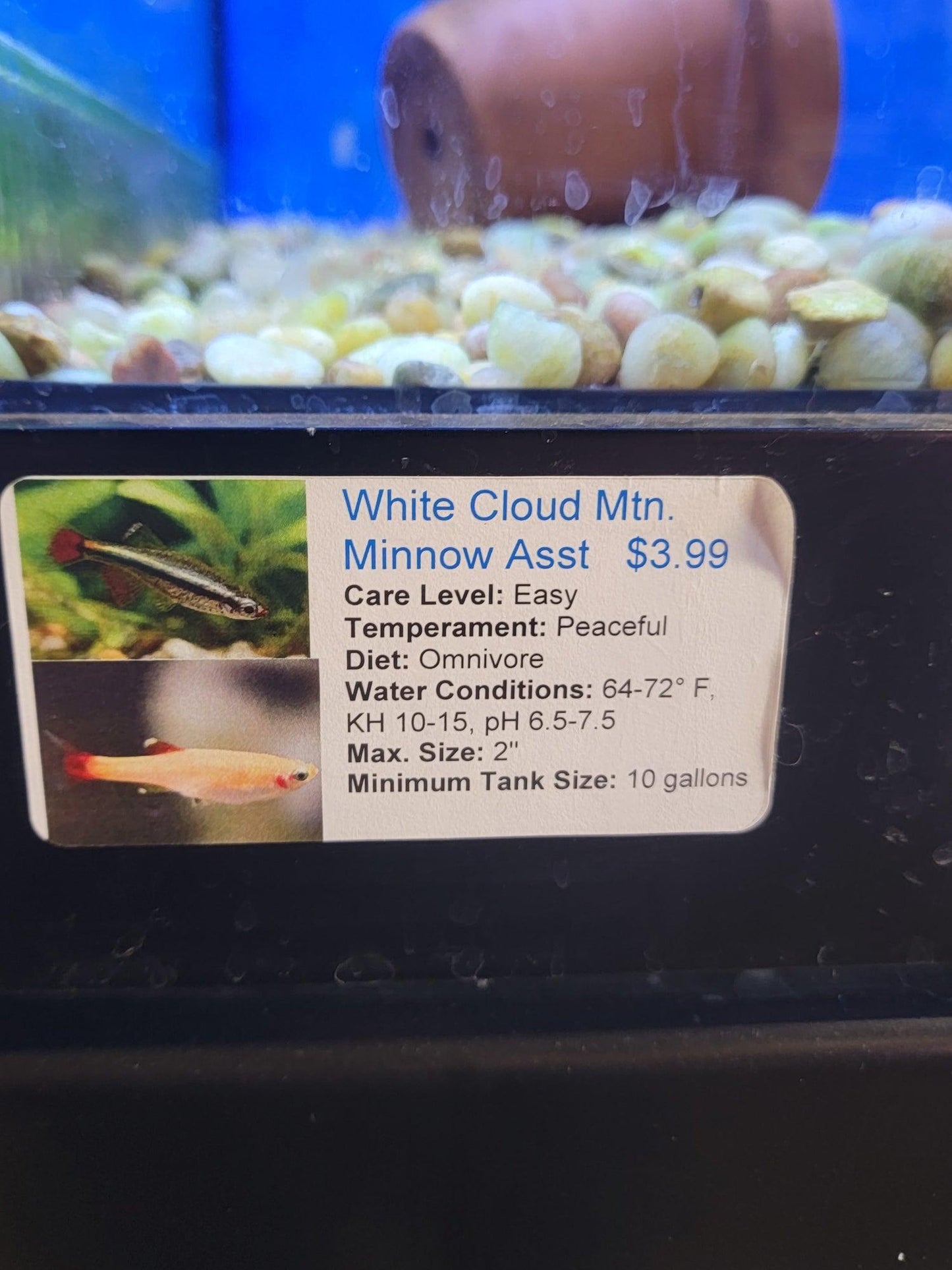 White Cloud Minnow Assort - Ruby Mountain Aquarium supply