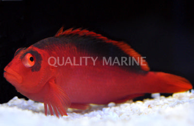 Flame Hawkfish