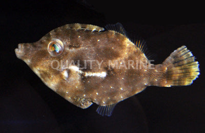 Matted Filefish