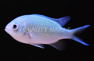 Green Chromis
