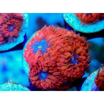 ACI Blue Raven Blastomussa merletti - Ruby Mountain Aquarium supply