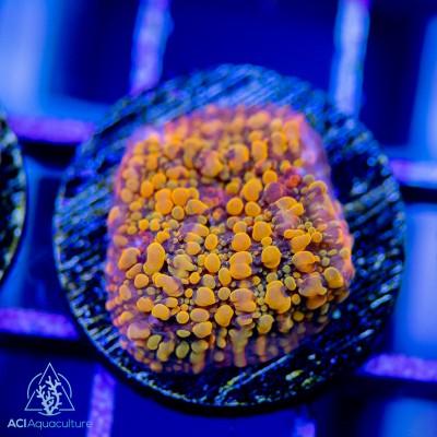 ACI Cloudberry Chalice - Ruby Mountain Aquarium supply