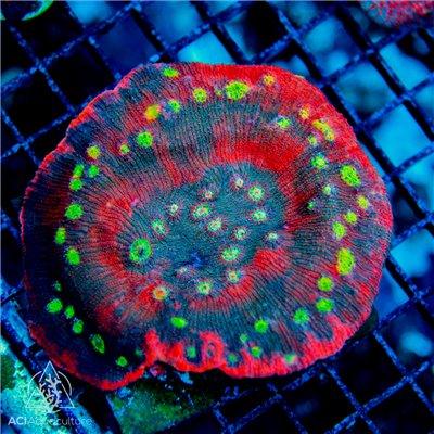 ACI Crazy Eye Chalice - Ruby Mountain Aquarium supply