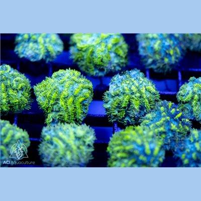 ACI Eye of Horus Hydnophora - Ruby Mountain Aquarium supply