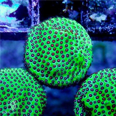 ACI Strawberry Fields Porites - Ruby Mountain Aquarium supply