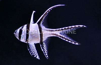 Aquacultured Banngai Cardinals - Ruby Mountain Aquarium supply