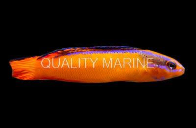 Aquacultured Neon Dottyback - Ruby Mountain Aquarium supply