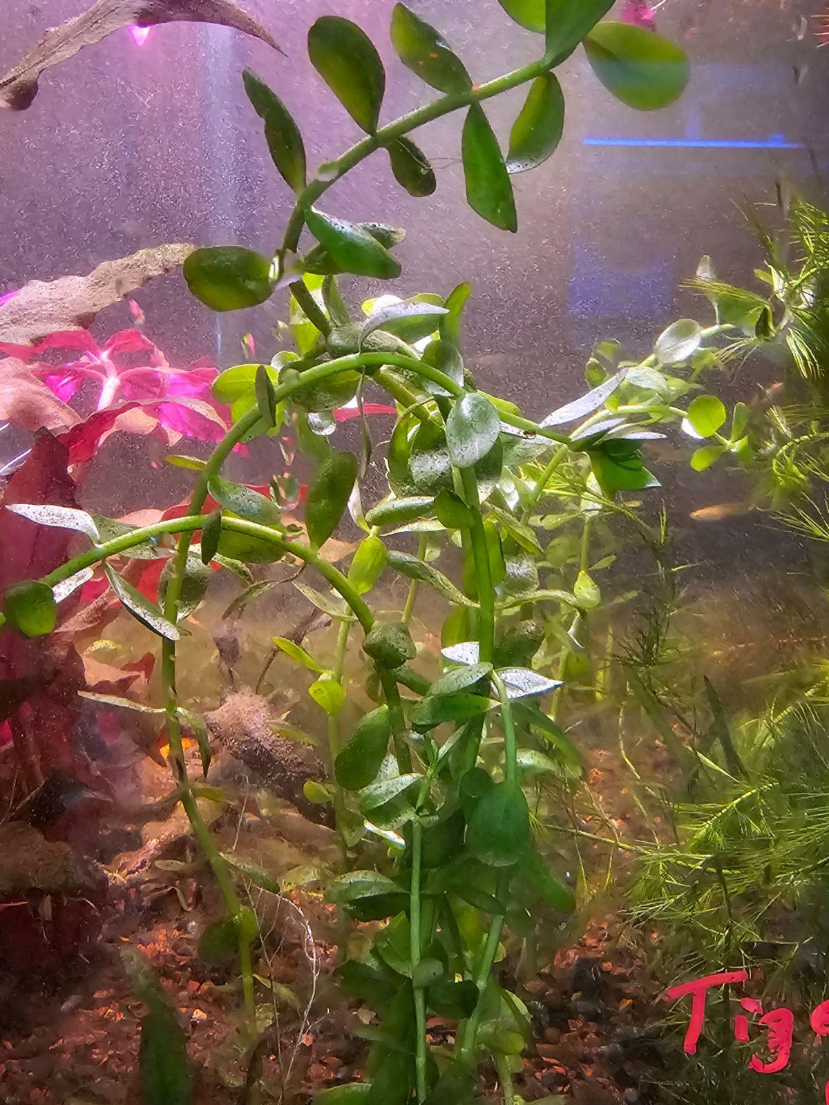 Bacopa monnieri - Ruby Mountain Aquarium supply