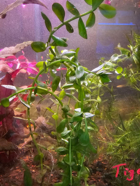 Bacopa monnieri - Ruby Mountain Aquarium supply