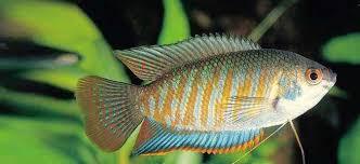 Banded Dwarf Gourami - Ruby Mountain Aquarium supply