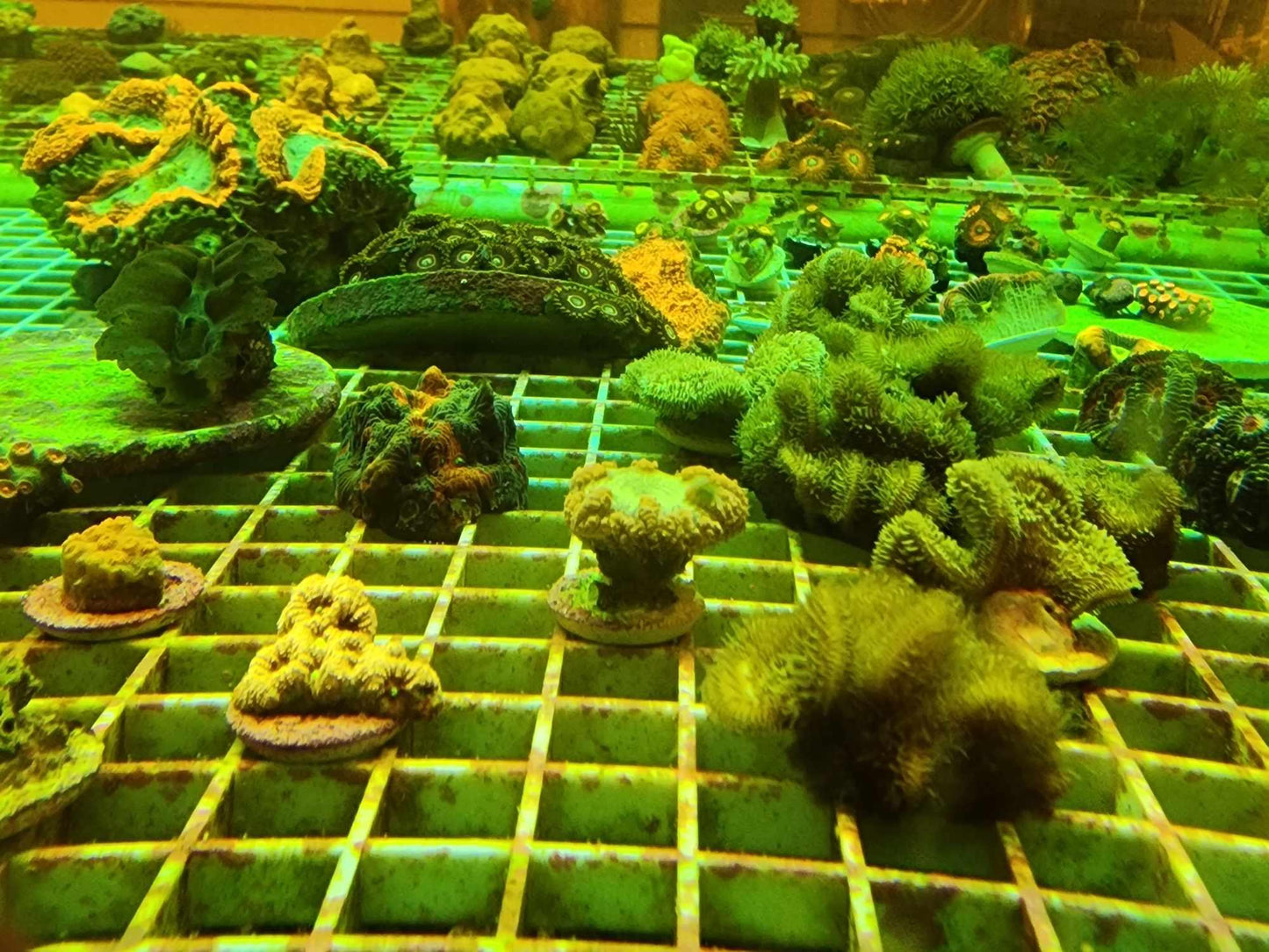 Big Pipe Blasto Wellsi - Ruby Mountain Aquarium supply