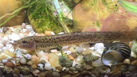 Black Dojo Loach - Ruby Mountain Aquarium supply