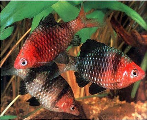 Black Ruby Barb - Ruby Mountain Aquarium supply