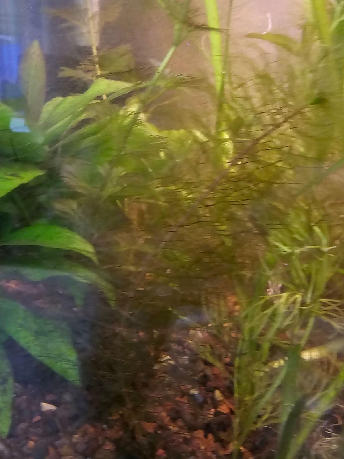 Cabomba Piauhyensis Red - Ruby Mountain Aquarium supply