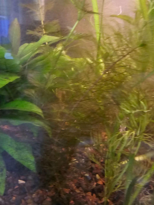 Cabomba Piauhyensis Red - Ruby Mountain Aquarium supply