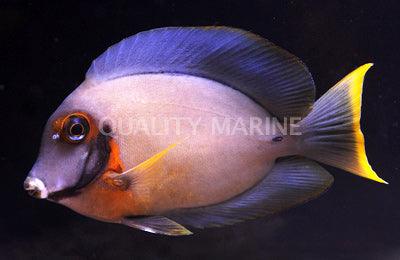 Chocolate Tang - Ruby Mountain Aquarium supply