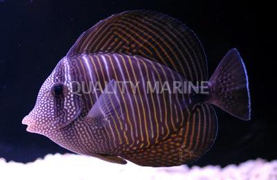 Desjardinii Tang (SM) - Ruby Mountain Aquarium supply