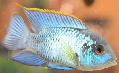 Electric Blue Acara - Ruby Mountain Aquarium supply