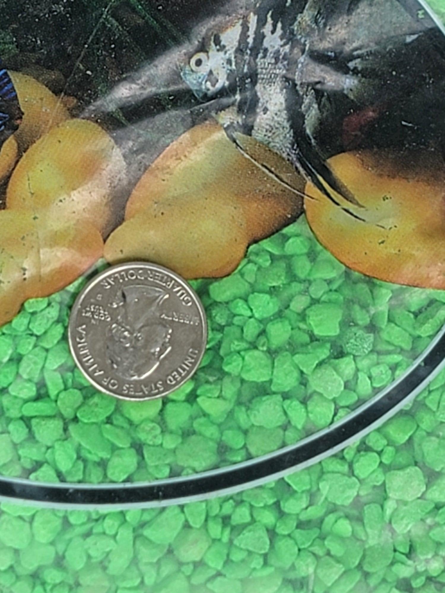 Estes Spectrapure Permaglo Green - Ruby Mountain Aquarium supply