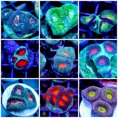 Favia - Ultra Assorted - Ruby Mountain Aquarium supply