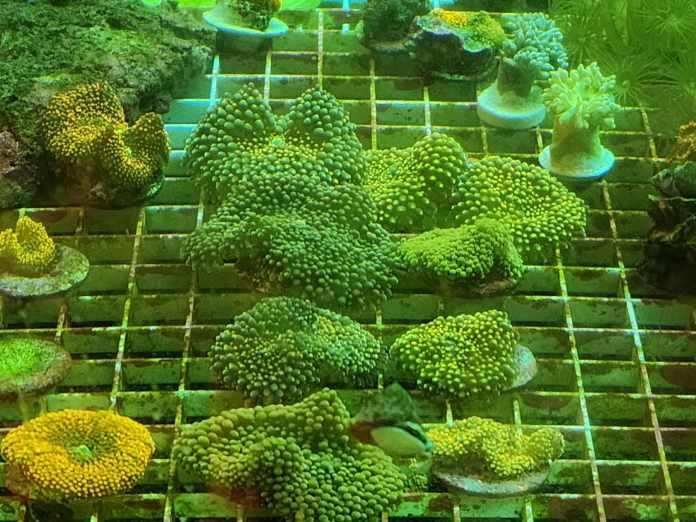 Florida Ricordia - Ruby Mountain Aquarium supply