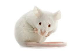 Frozen Mice - Ruby Mountain Aquarium supply