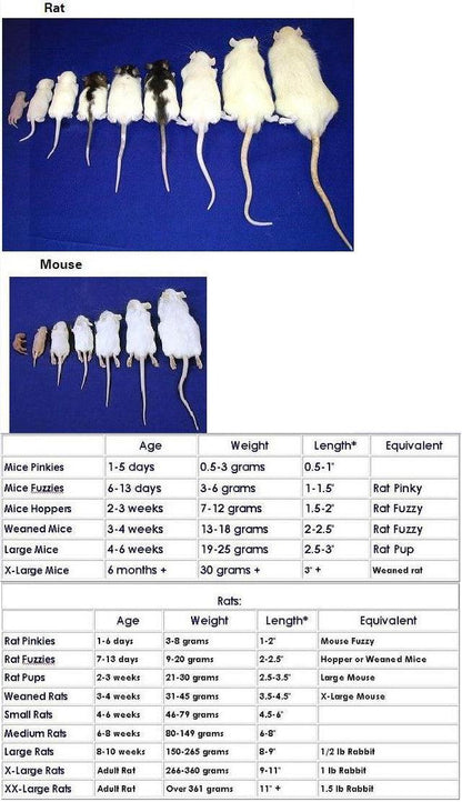Frozen Mice - Ruby Mountain Aquarium supply