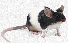 Frozen Mouse - Ruby Mountain Aquarium supply