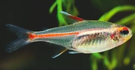 Glolite Tetra - Ruby Mountain Aquarium supply