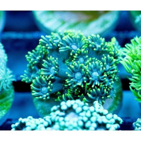 Green Encrusting Gonipora - Ruby Mountain Aquarium supply