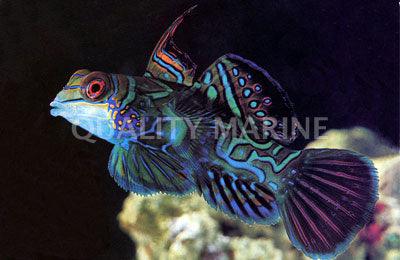 Green Mandarin Dragonet - Ruby Mountain Aquarium supply