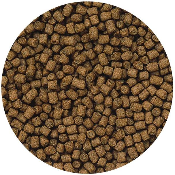 Hikari Cichlid Bio Gold+ Floating Mini Pellet Food - Ruby Mountain Aquarium supply