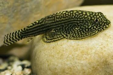 Hillstream Loach - Ruby Mountain Aquarium supply