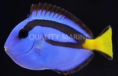 Hippo Tang - Ruby Mountain Aquarium supply