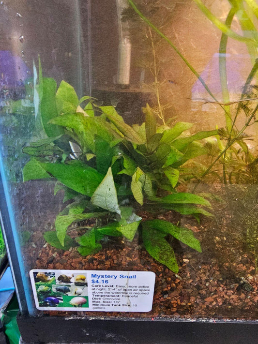 hygrophila corymbosa compacta - Ruby Mountain Aquarium supply